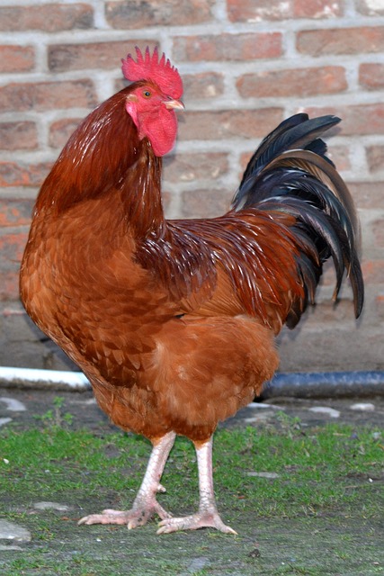 韩吉洙 动物 鸡 - 上的免费照片