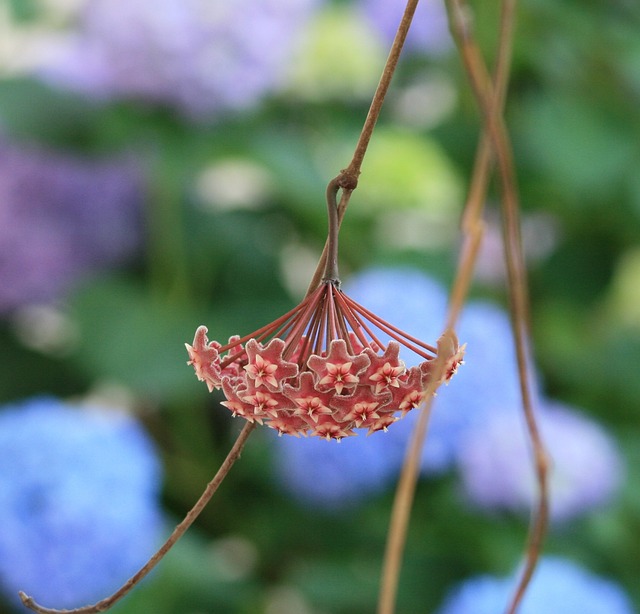 蜡厂 蜡花 霍亚 - 上的免费照片