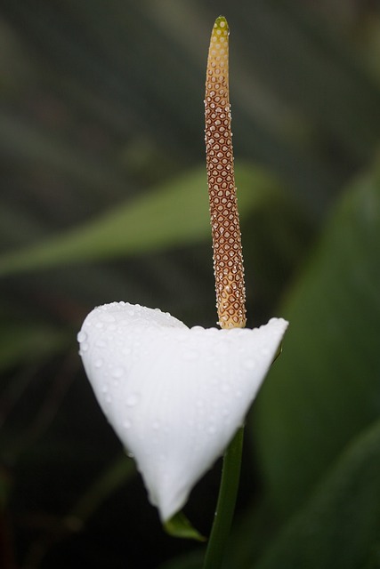 火烈鸟花 红掌 Tribus Anthurieae - 上的免费照片