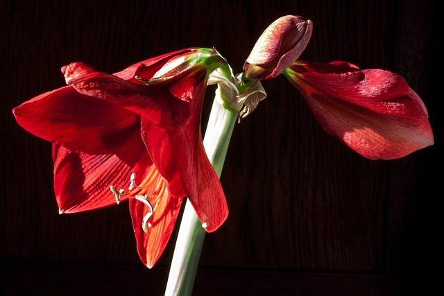 阿马丽利斯 红色的 开花 - 上的免费照片