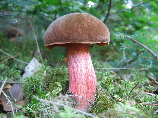 蘑菇 森林蘑菇 森林地面 - 上的免费照片