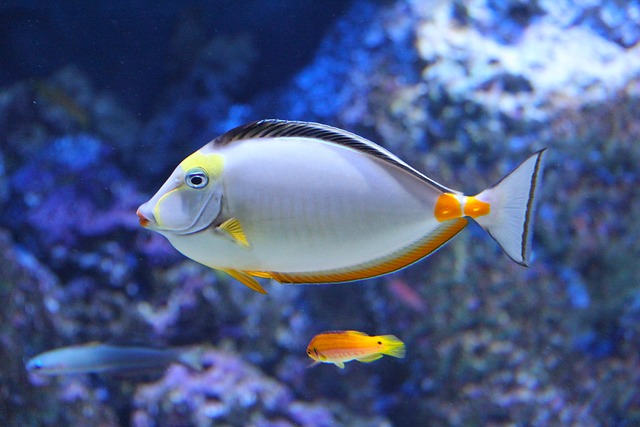 美丽的 水族馆 美丽的鱼 - 上的免费照片