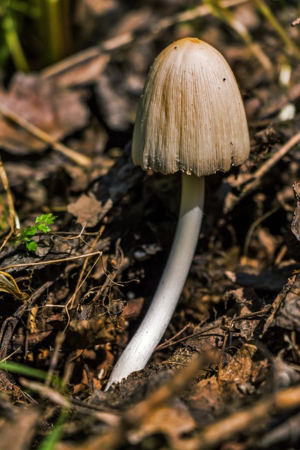 蘑菇 菌 食用菌 - 上的免费照片