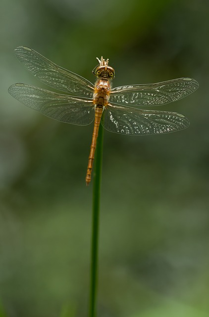 Sympetrum Striolatum 蜻蜓 飞鱼 - 上的免费照片