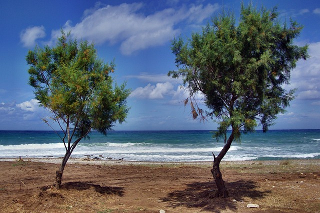 树木 海滩 海 - 上的免费照片