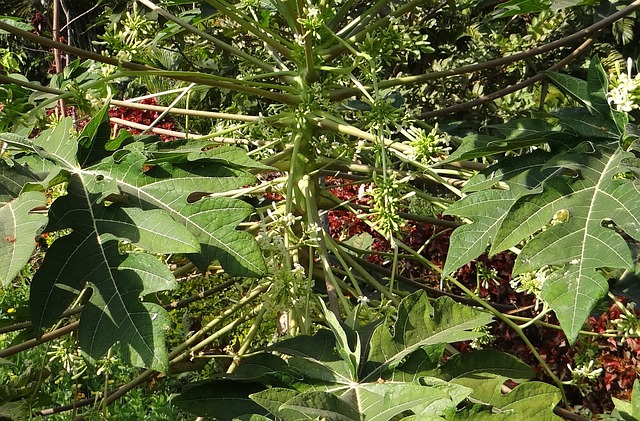 木瓜 雄花序 水果 - 上的免费照片