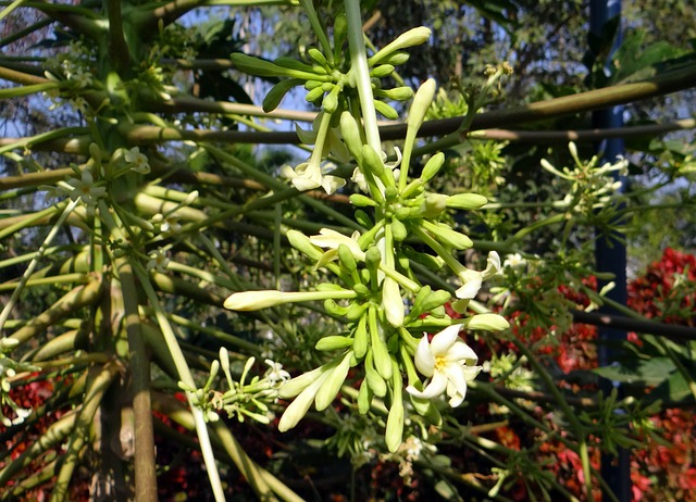 木瓜 雄花序 花 - 上的免费照片