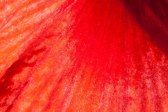 阿马丽利斯 红色的 开花 - 上的免费照片