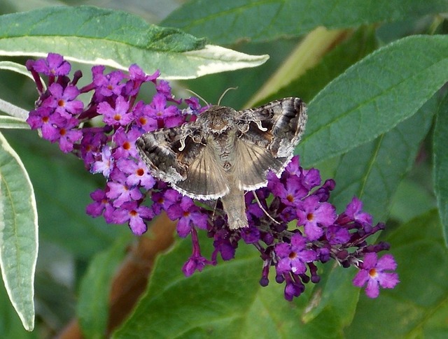 伽马 蝴蝶 Noctuinae 存根 Stub - 上的免费照片