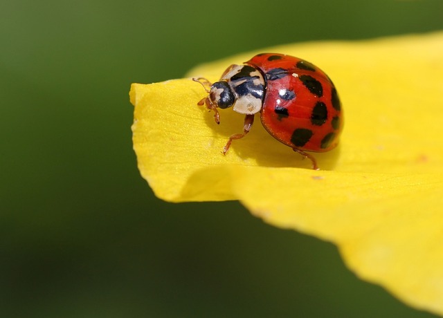 瓢虫 甲虫 开花 - 上的免费照片