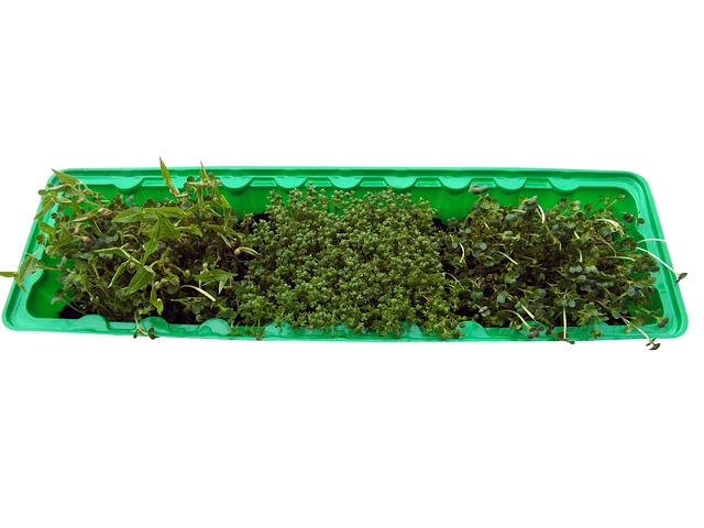 发芽 基数 生长 - 上的免费照片