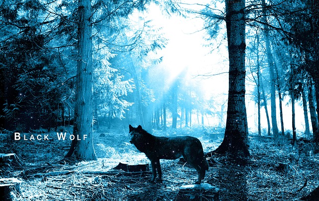 狼 森林 树木 - 上的免费照片