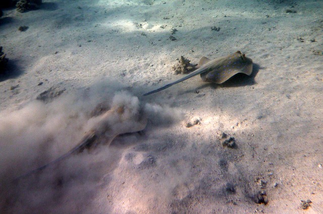 闻到 逃脱 绦虫 - 上的免费照片