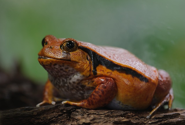 番茄蛙 Dyscophus Antongilii 青蛙 - 上的免费照片