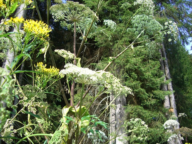巨型猪草 Doldengewaechs Hogweed - 上的免费照片