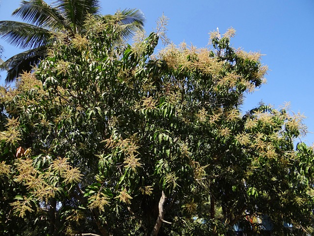 芒果树 植物 树 - 上的免费照片