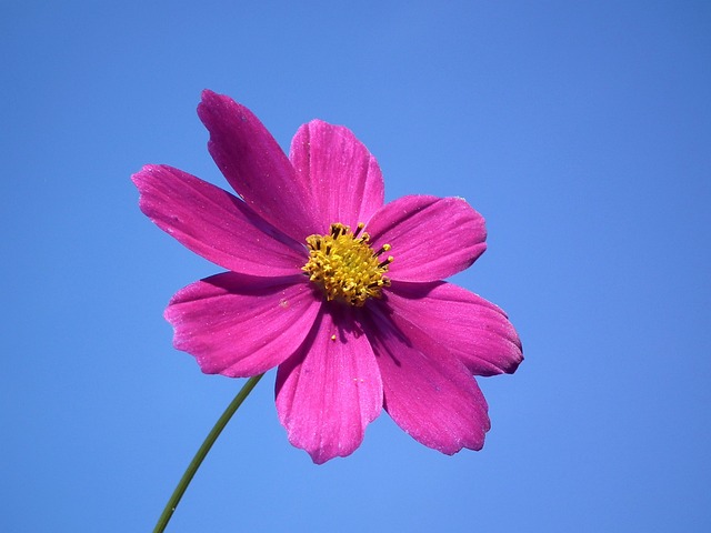 花卉 天空 粉色的 - 上的免费照片