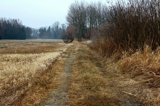 落下 冬天 小路 - 上的免费照片