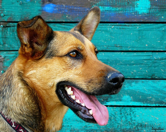 德国牧羊犬 狗 肖像 - 上的免费照片