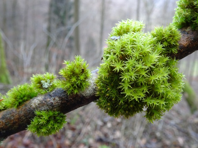 苔藓 苔藓群落 科 - 上的免费照片