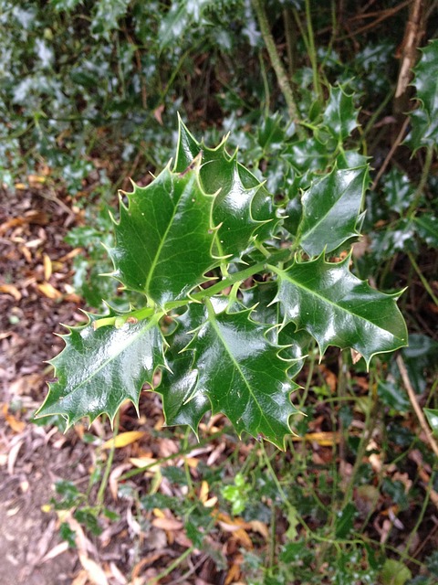 冬青 沉香科 叶子 - 上的免费照片