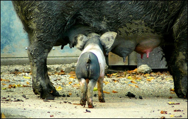 乳房 母猪 猪 - 上的免费照片