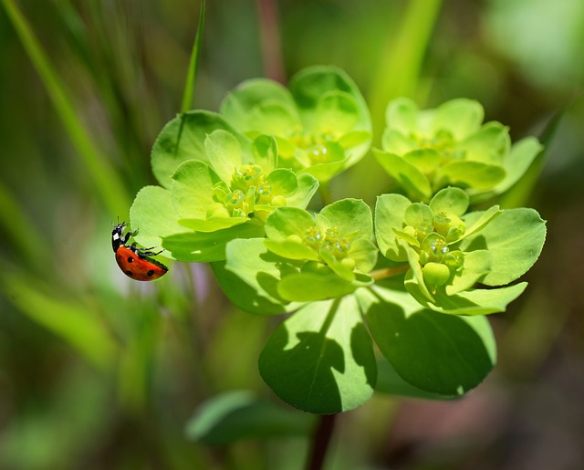 瓢虫 昆虫 瓢虫甲虫 - 上的免费照片