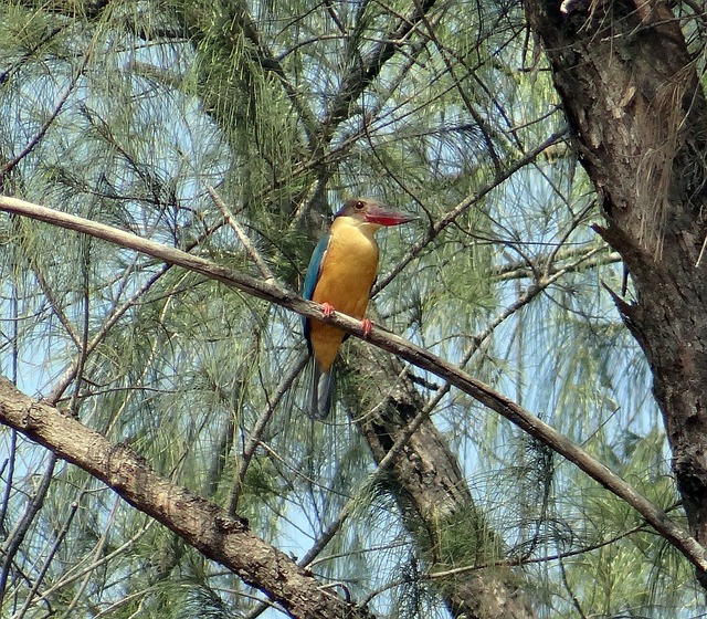 鹳嘴翠鸟 栖息 木麻黄 - 上的免费照片