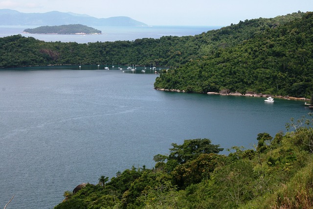 海 热带植被 大西洋森林 - 上的免费照片