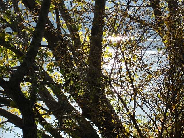 巴西斯湖 弗留利威尼斯朱利亚 针 - 上的免费照片