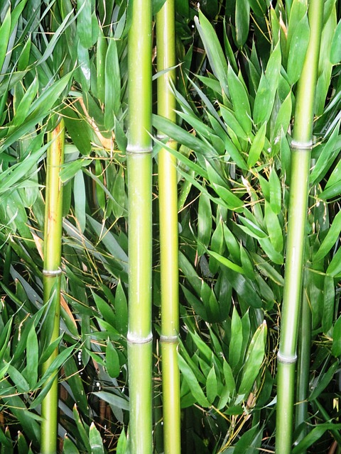 竹子 竹蔗 植物 - 上的免费照片