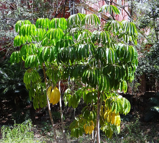 章鱼树 树 植物群 - 上的免费照片