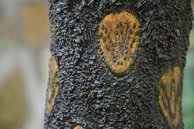 树蕨 吠 棕色 - 上的免费照片