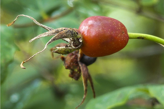 狗玫瑰 玫瑰果 野蔷薇 - 上的免费照片