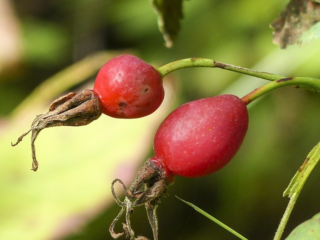 狗玫瑰 玫瑰果 野蔷薇 - 上的免费照片