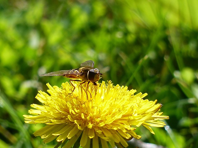 花飞 Hoverfly 飞蛾 - 上的免费照片