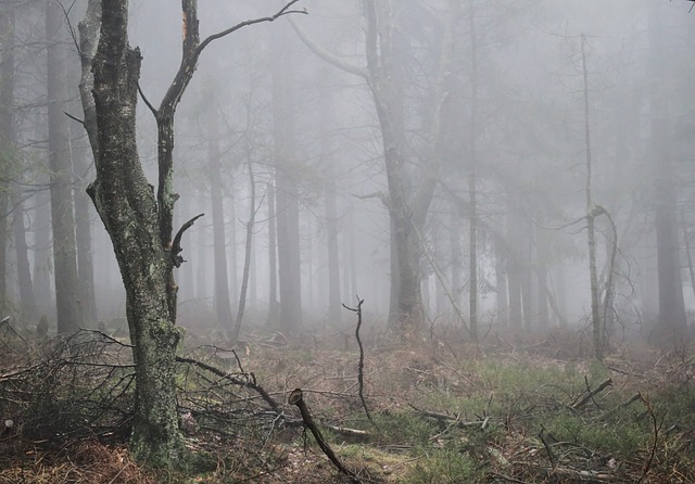 多雾路段 落下 森林 - 上的免费照片