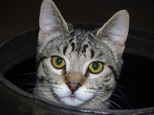 选项卡式 猫 脸 - 上的免费照片