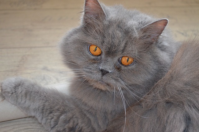 猫 汉兰达 英国 - 上的免费照片
