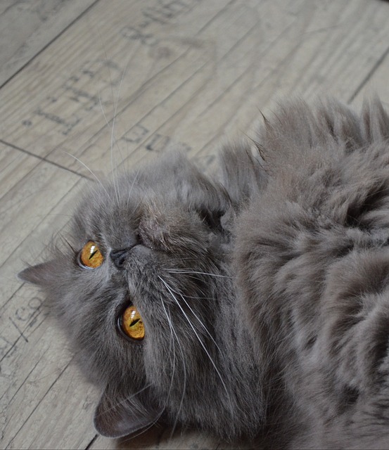 猫 汉兰达 英国长毛猫 - 上的免费照片