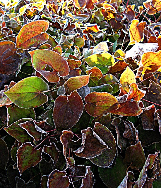 早上小时 淫羊藿 精灵花 - 上的免费照片