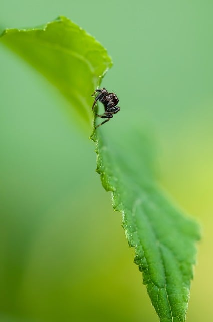 跳蛛 蜘蛛 昆虫 - 上的免费图片