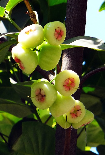合子 树 玫瑰苹果 - 上的免费照片
