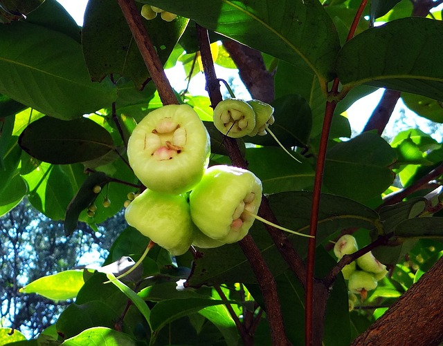 合子 树 玫瑰苹果 - 上的免费照片