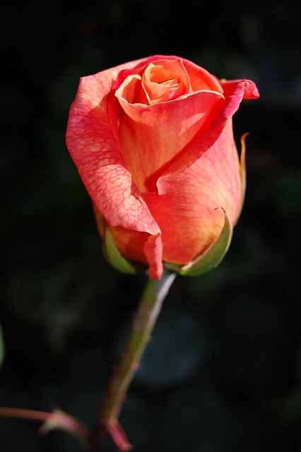 花 玫瑰 植物 - 上的免费照片