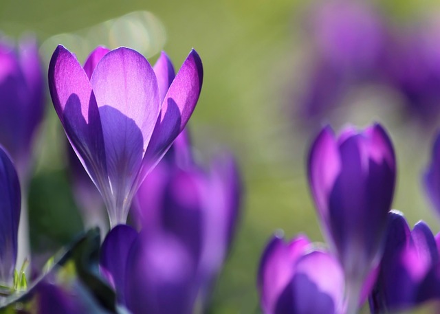花朵 番红花 紫色的 - 上的免费照片