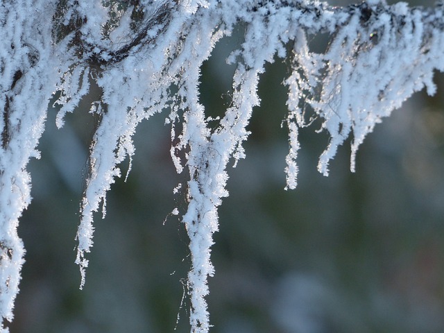 霜 苍老 冬天 - 上的免费照片