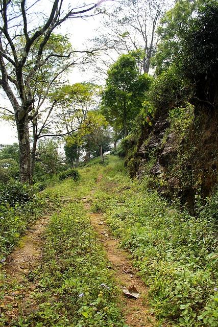 路 次要道路 乡村小路 - 上的免费照片