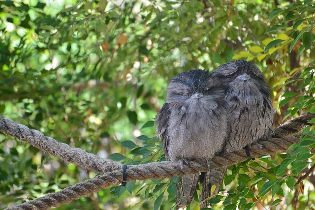 黄鱼 Frogmouth 蛙嘴 鸟 - 上的免费照片