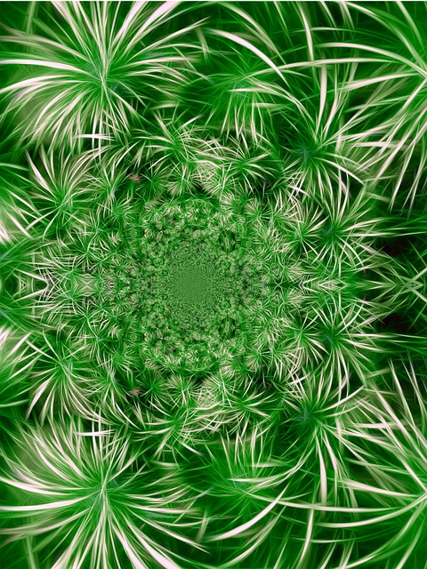植物群 卷须 分形 - 上的免费图片